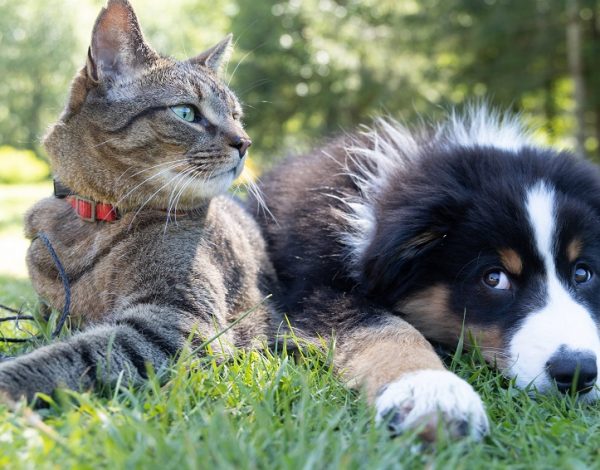 Menicon amplía el foco y lanza en Tailandia las lentes de contacto para perros y gatos